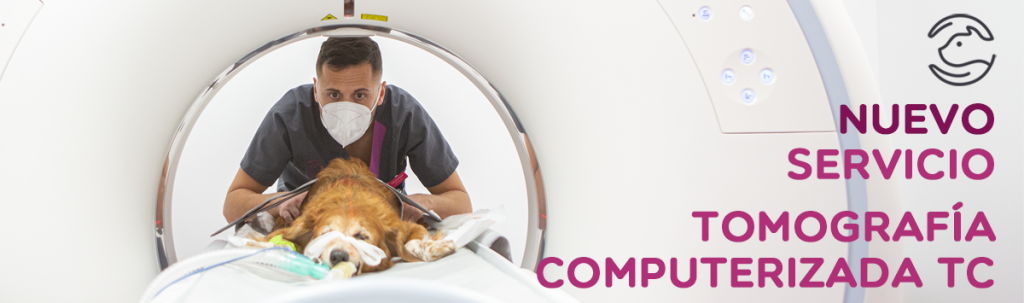 Tomografía computerizada veterinario